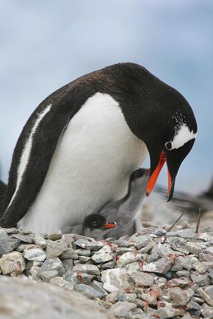 c83-gentoo with 2 chicks.jpg